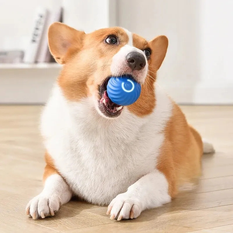 PawsMotion™ | Interaktiver Spielball für Haustiere