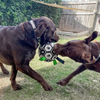 PawKick™ | Fußball für Hunde