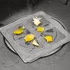 DrainShield™ | Einweg Abflussfilter Packung (50 Filter)