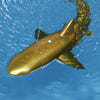 Sharky™ | Fernbedienung Hai